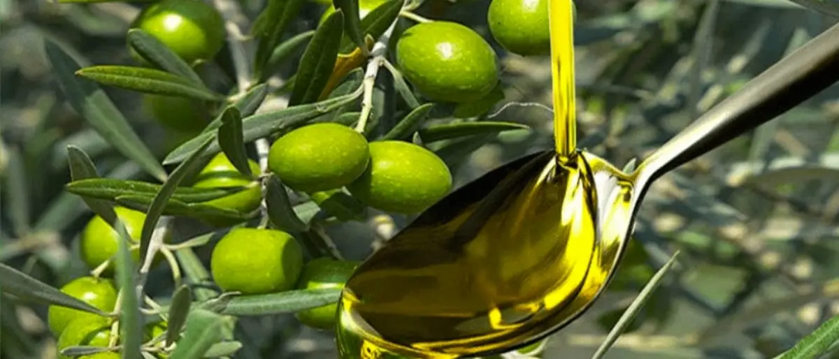 Quale futuro per l'oro verde del Vibonese? Esperti a confronto a Francica per la Festa dell'olio di oliva