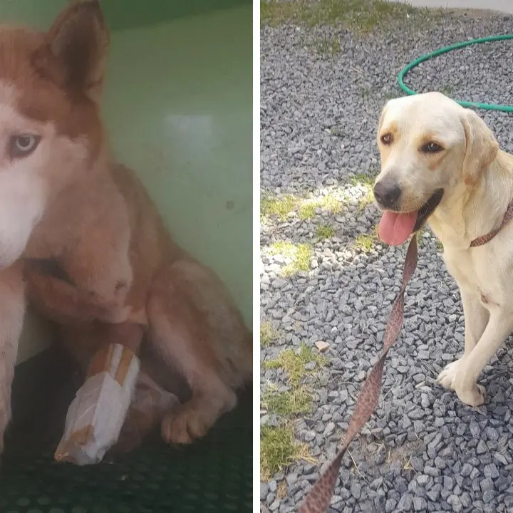 «Vibo non è una città amica degli animali», la denuncia dell’associazione Argo