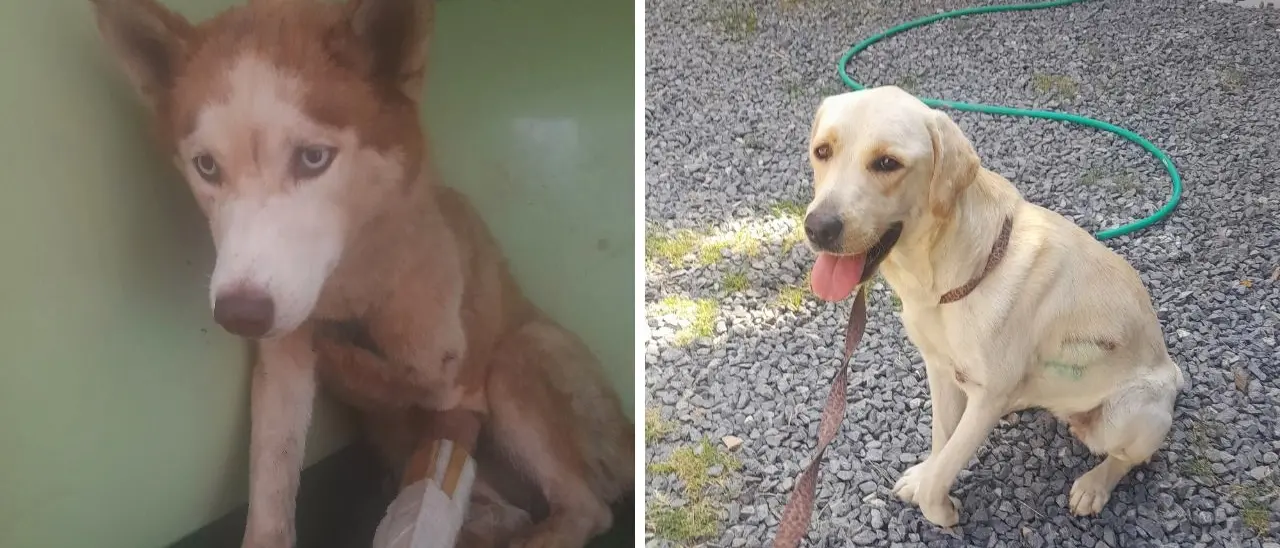 «Vibo non è una città amica degli animali», la denuncia dell’associazione Argo