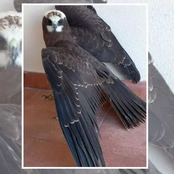Un cucciolo di ghiro, un allocco e un falco ferito salvati dal Wwf vibonese
