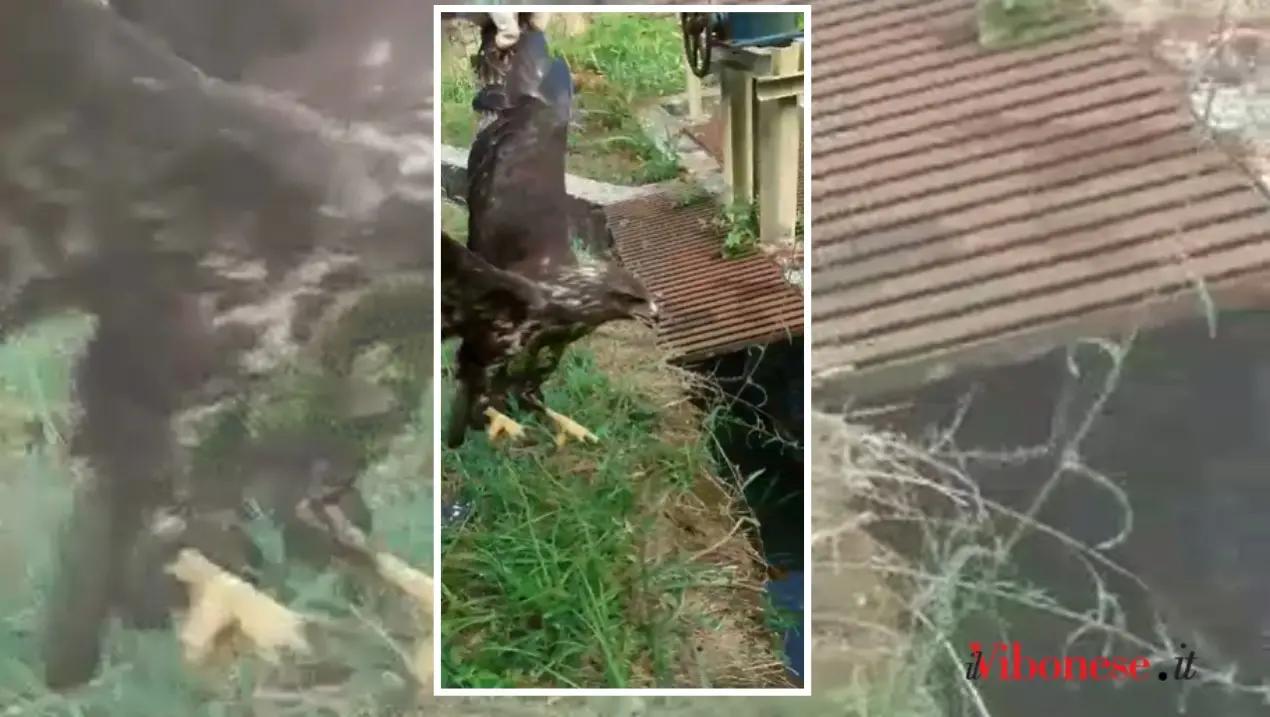 Rapace in difficoltà soccorso a Cessaniti da due dipendenti del Consorzio di bonifica -Video