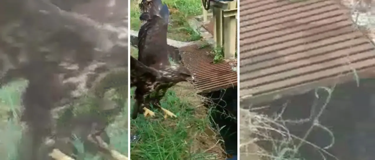 Rapace in difficoltà soccorso a Cessaniti da due dipendenti del Consorzio di bonifica -Video