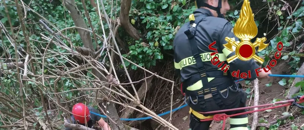 Cane cade in un dirupo, salvato dai vigili del fuoco di Vibo Valentia