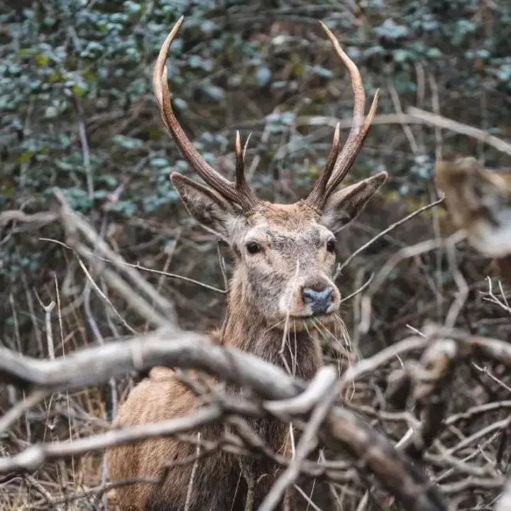 Mongiana, torna la Notte bianca della biodiversità: appuntamento nelle Serre vibonesi per incontrare il cervo italico