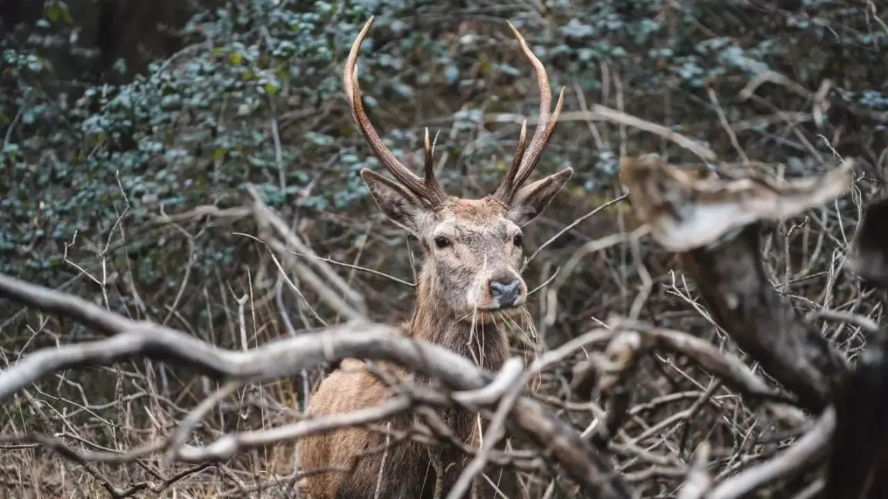 Altri 30 cervi italici in arrivo nel Parco delle Serre: continua il progetto per salvare la specie dall'estinzione