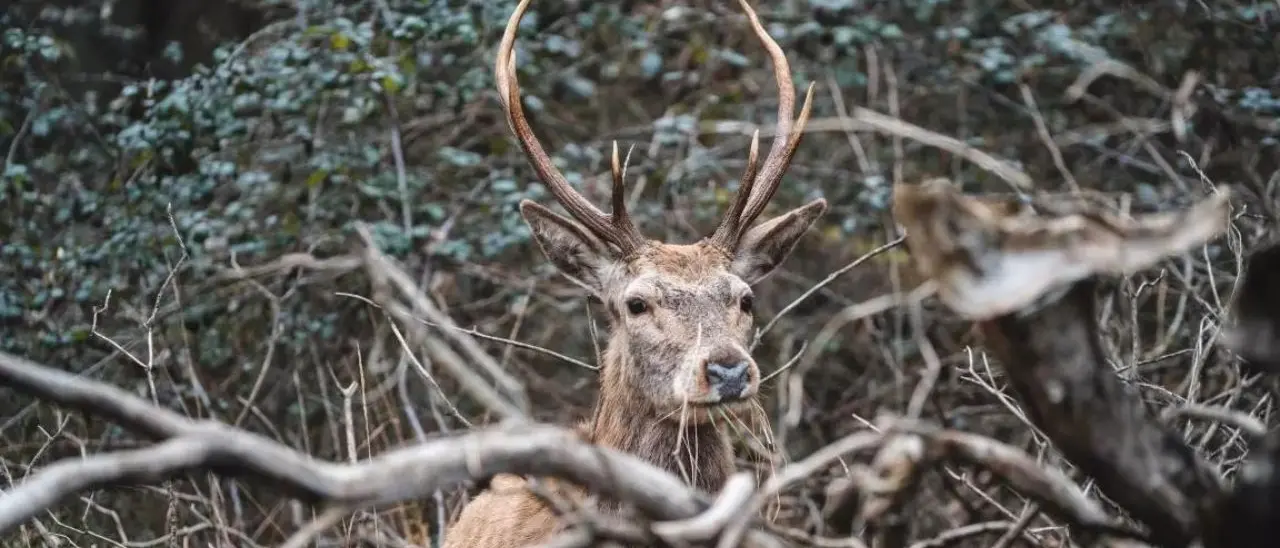 Altri 30 cervi italici in arrivo nel Parco delle Serre: continua il progetto per salvare la specie dall'estinzione