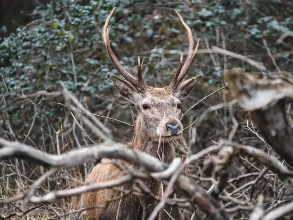 Altri 30 cervi italici in arrivo nel Parco delle Serre: continua il progetto per salvare la specie dall'estinzione