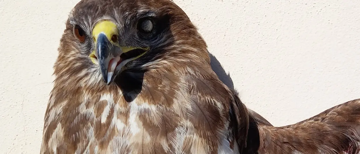 Briatico, recuperata una poiana ferita da colpi di fucile