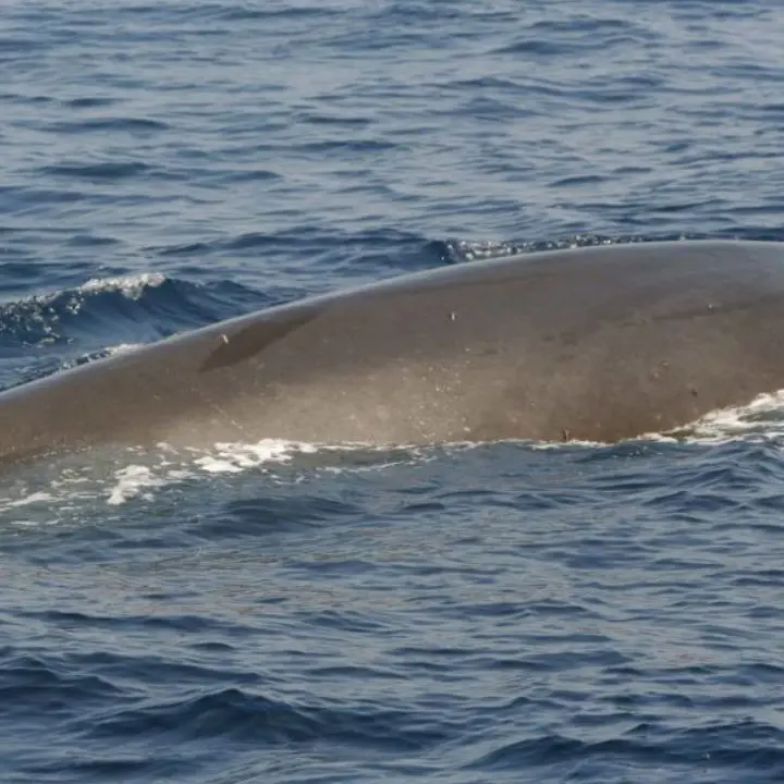 Avvistamento di una balenottera minore nel porto di Vibo Marina - Video