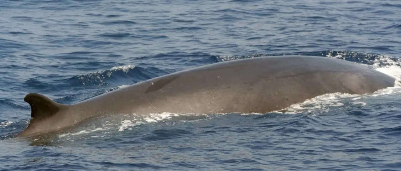 Avvistamento di una balenottera minore nel porto di Vibo Marina - Video