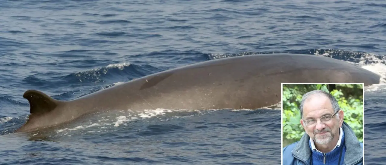 Balenottera al Porto di Vibo Marina, Paolillo (Wwf): «Fatto non del tutto eccezionale»