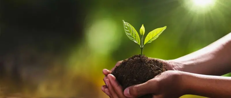 Vibo, il Comune stipula una convenzione con Arsac per la valorizzazione del verde urbano: ecco cosa prevede