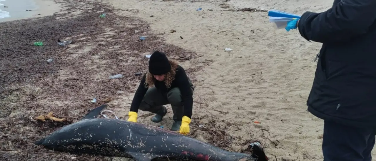 Parghelia, recuperata la carcassa di un delfino