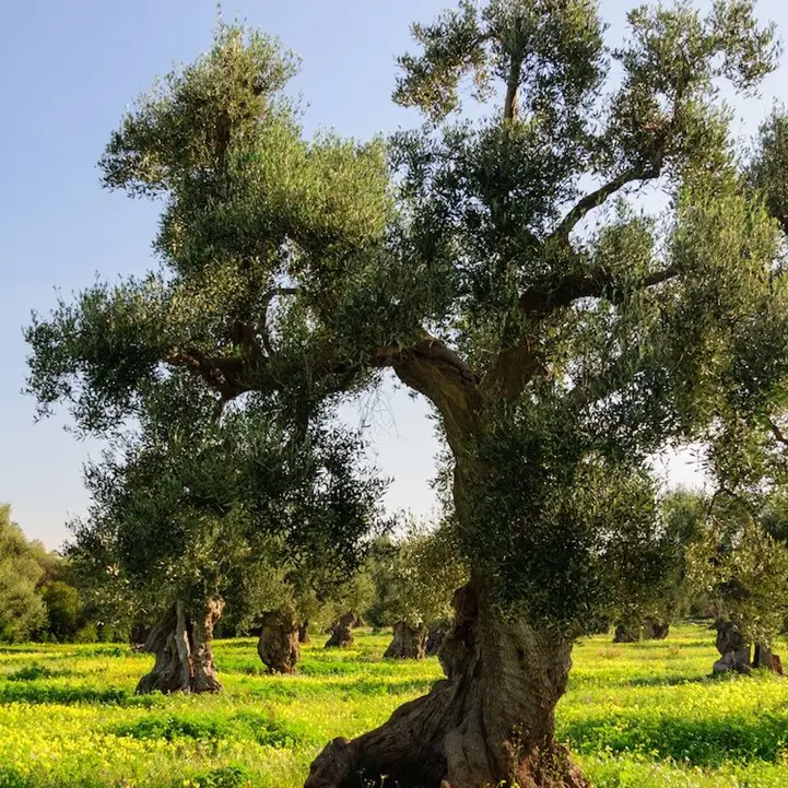 Giovedì in aula per l’assestamento del Bilancio di previsione e la tutela del patrimonio olivicolo calabrese\n