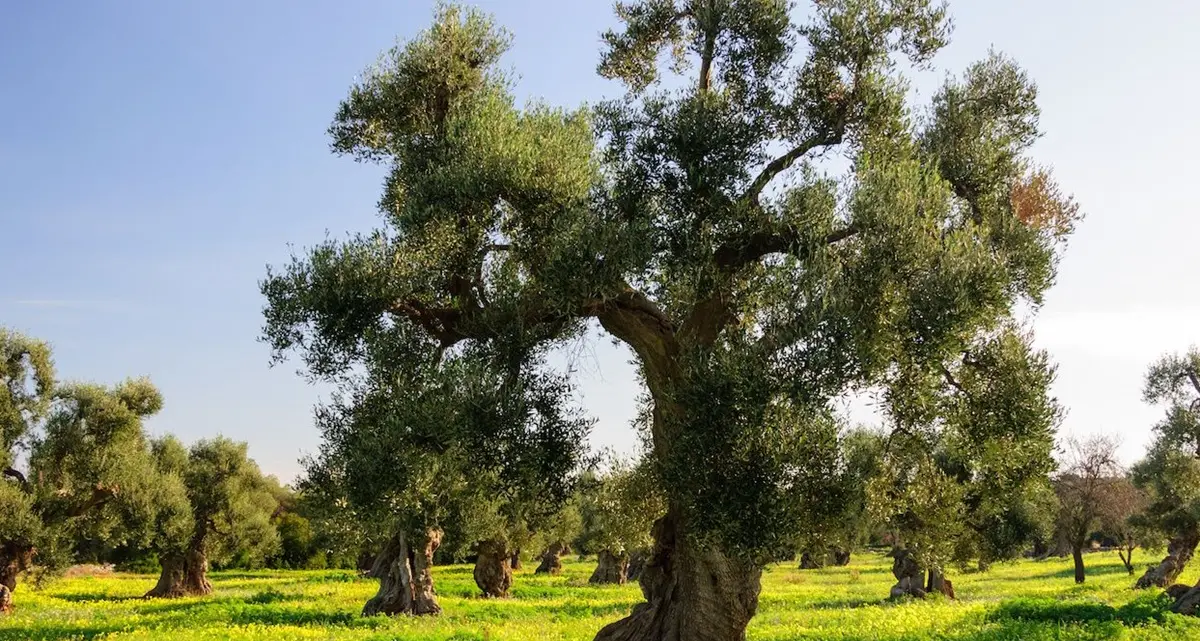 Giovedì in aula per l’assestamento del Bilancio di previsione e la tutela del patrimonio olivicolo calabrese\n