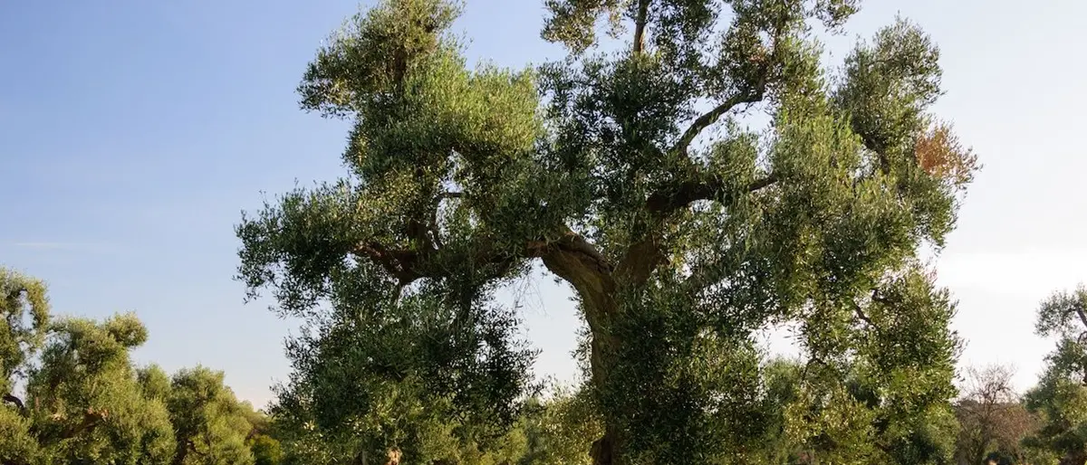 Giovedì in aula per l’assestamento del Bilancio di previsione e la tutela del patrimonio olivicolo calabrese\n