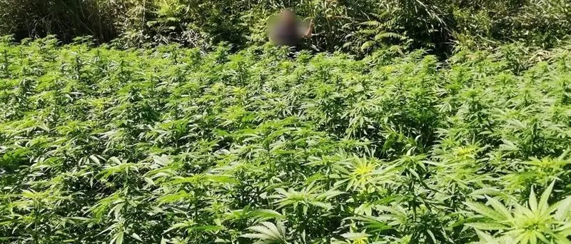 Maxi-piantagione di marijuana nel Vibonese, condanna definitiva