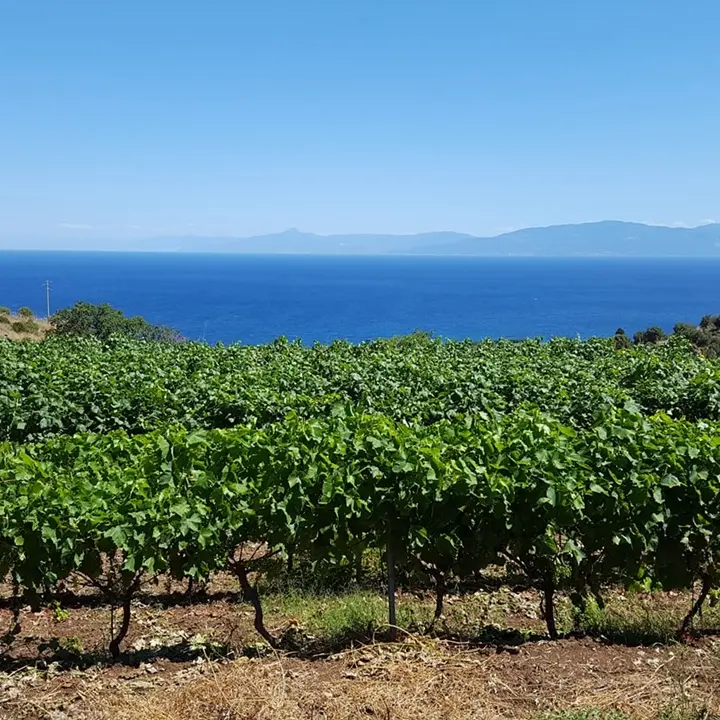 I vini delle Cantine Artese trionfano in Germania: due medaglie d’oro al Women’s International Trophy