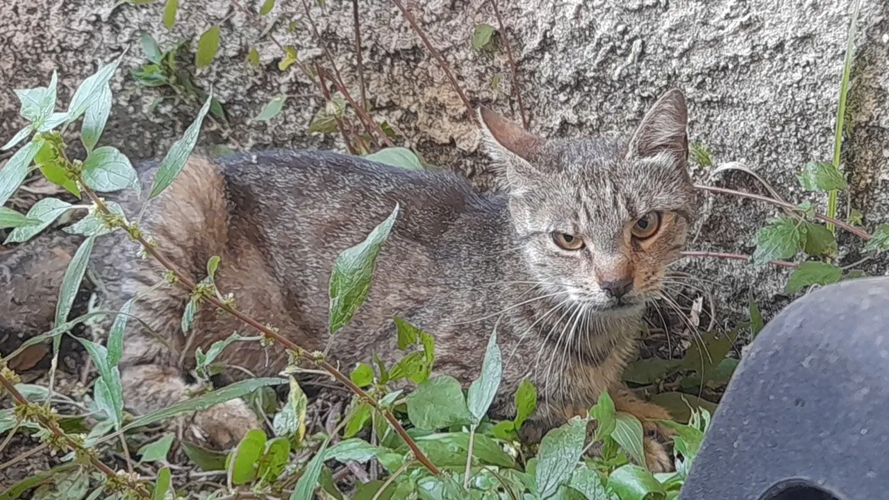 Vibo, gattina ferita messa in salvo dagli studenti del liceo scientifico