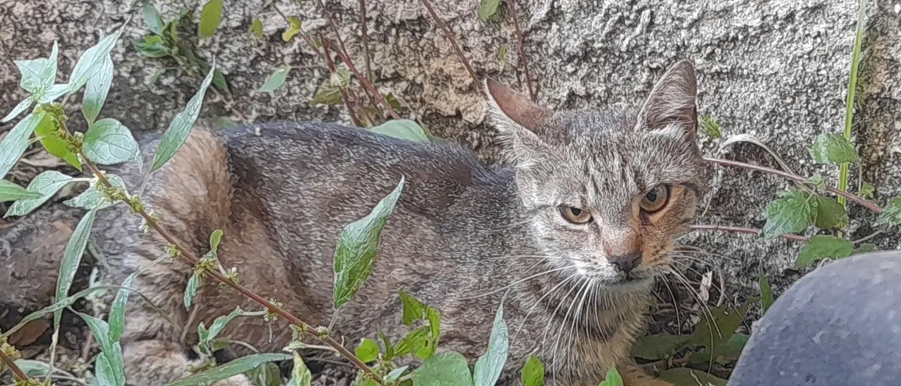 Vibo, gattina ferita messa in salvo dagli studenti del liceo scientifico