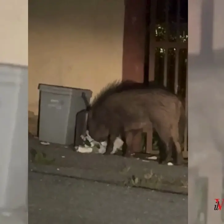I cinghiali scorrazzano a Vibo, il video di un cittadino: «Fanno davvero paura»