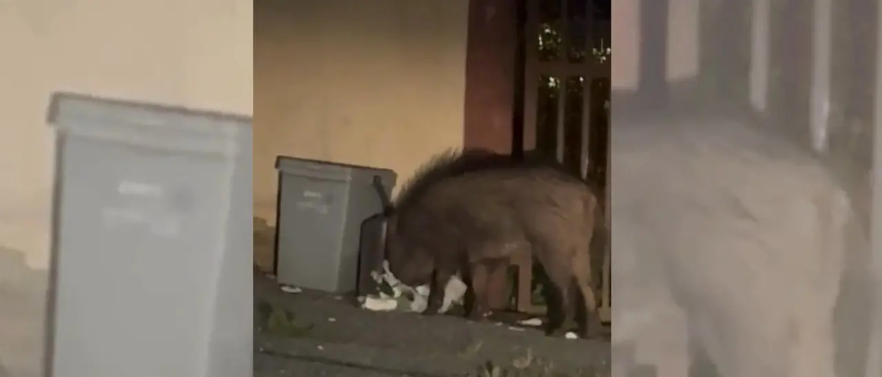 I cinghiali scorrazzano a Vibo, il video di un cittadino: «Fanno davvero paura»