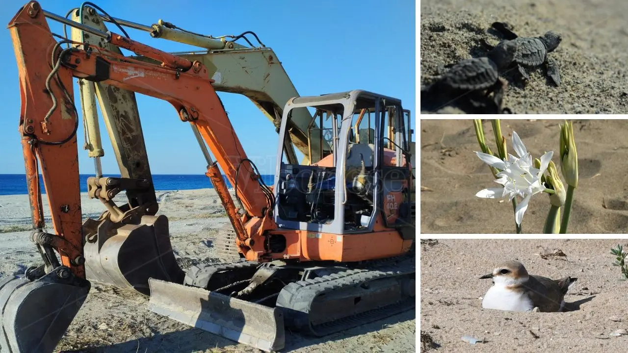 Arriva l'estate e tornano le ruspe schiaccia-tutto sulle spiagge, il Wwf Vibo: «Fermate lo scempio, danni irreparabili a flora e fauna»