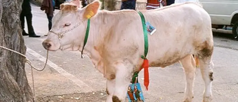 Riffa con vitella a Brattirò, diffida della Lav