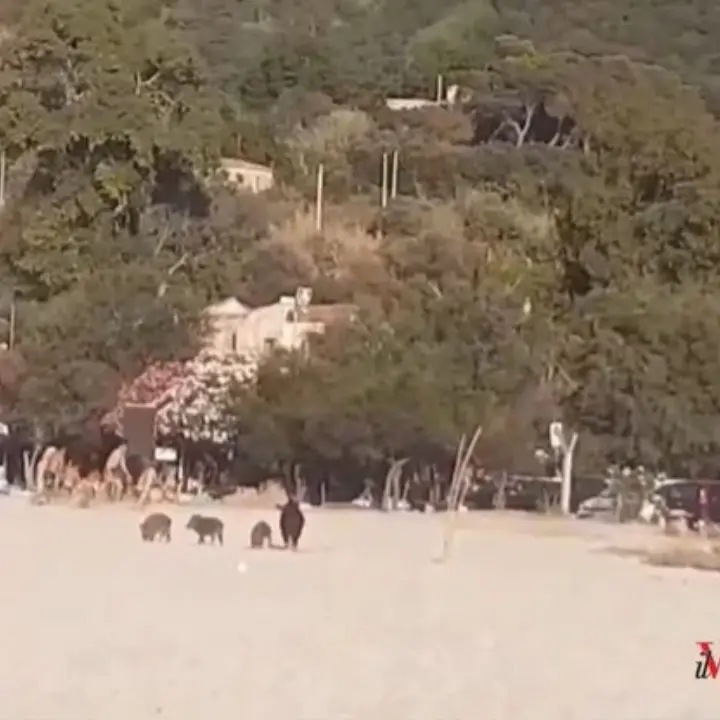 Una famiglia di cinghiali in spiaggia a Parghelia tra chi gioca a pallone e prende il sole - Video