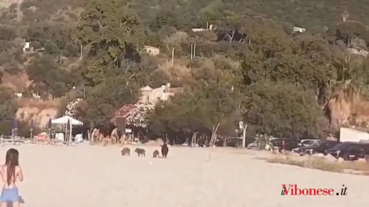 Una famiglia di cinghiali in spiaggia a Parghelia tra chi gioca a pallone e prende il sole - Video