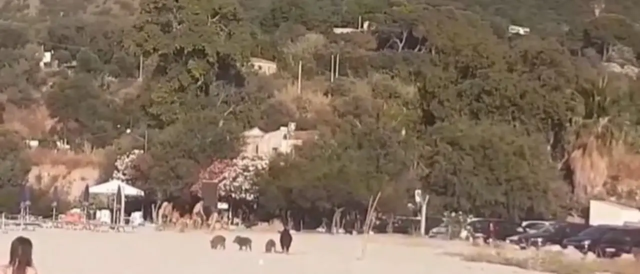 Una famiglia di cinghiali in spiaggia a Parghelia tra chi gioca a pallone e prende il sole - Video