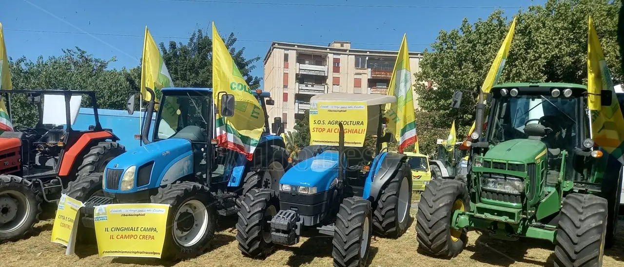 I trattori calabresi tornano in strada per protestare contro l'invasione dei cinghiali