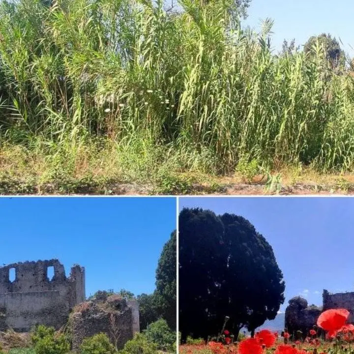 «Qui sembra la giungla di Sandokan», il Castello di Bivona nascosto alla vista da un inestricabile canneto