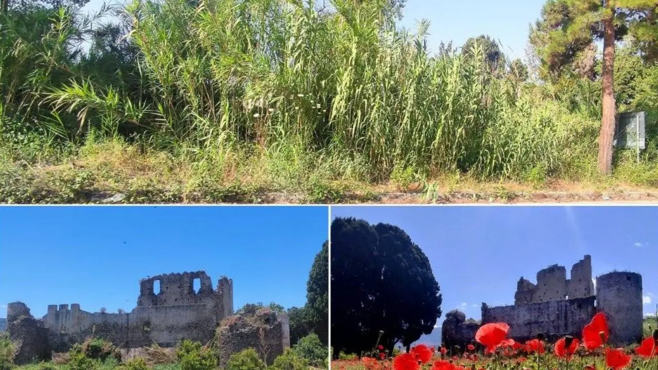 «Qui sembra la giungla di Sandokan», il Castello di Bivona nascosto alla vista da un inestricabile canneto