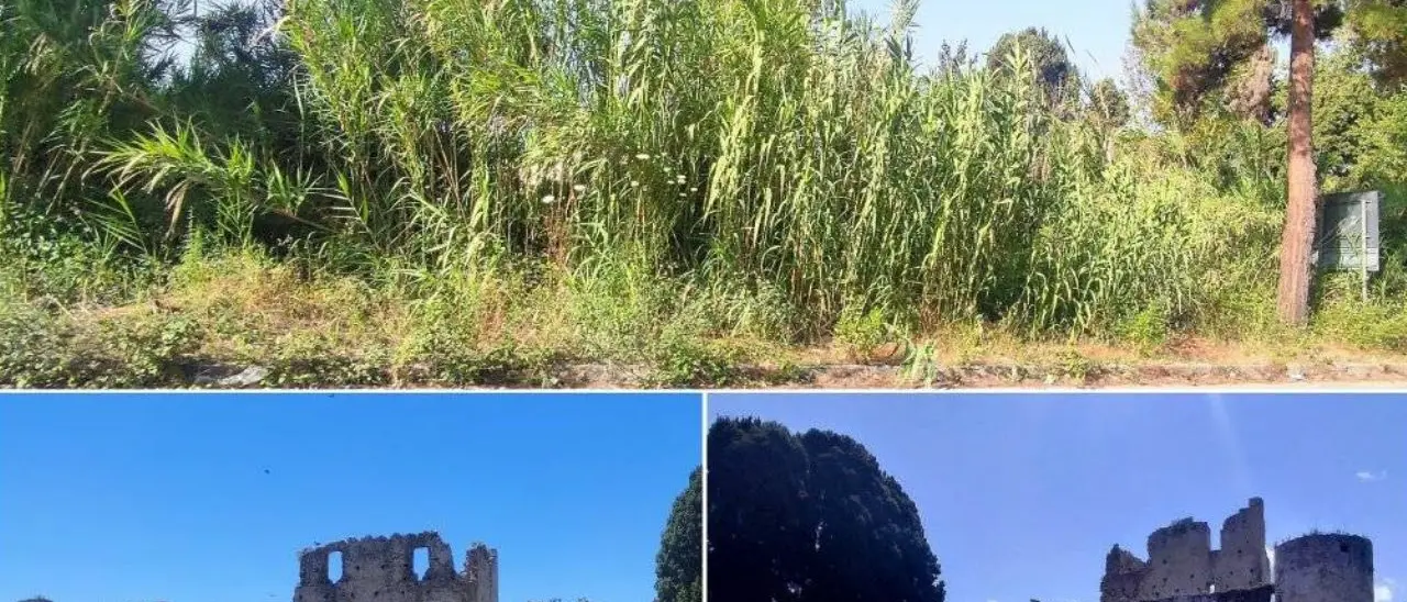 «Qui sembra la giungla di Sandokan», il Castello di Bivona nascosto alla vista da un inestricabile canneto