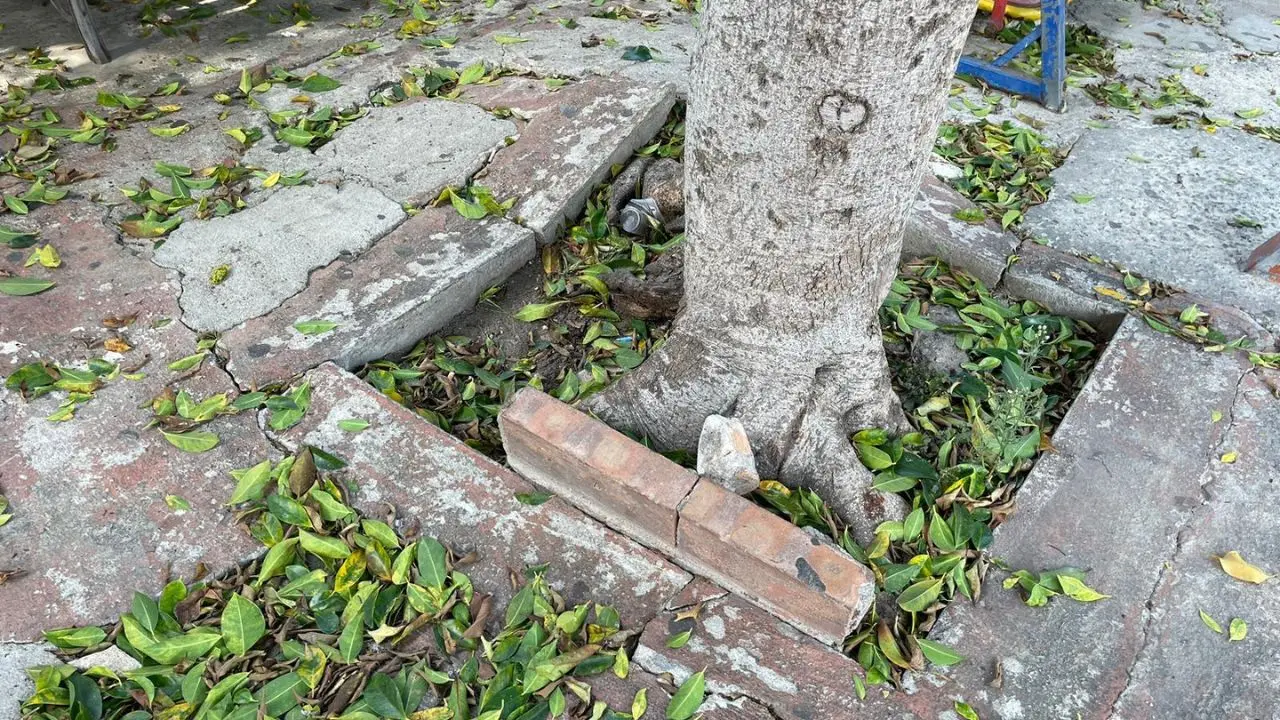 Cosenza, via Milelli e via Montagna invase da topi e rifiuti