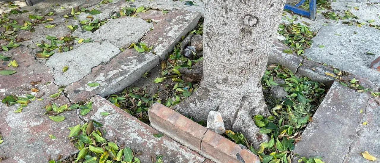 Cosenza, via Milelli e via Montagna invase da topi e rifiuti