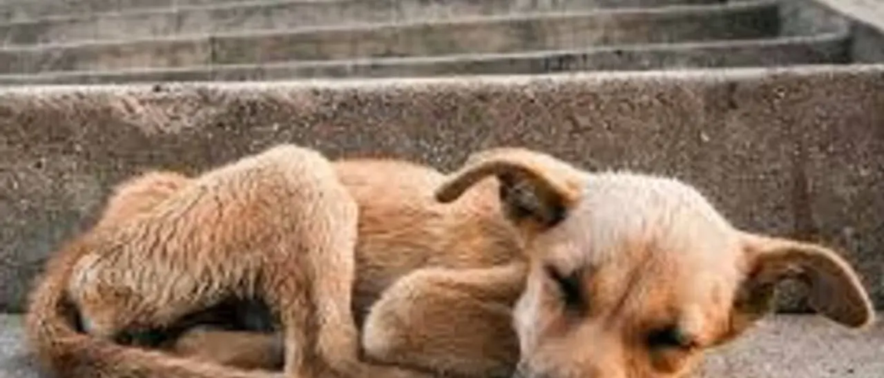 Randagismo, conclusi i lavori al canile di Vibo: «L’Asp potrà riprendere accalappiamenti e sterilizzazioni»