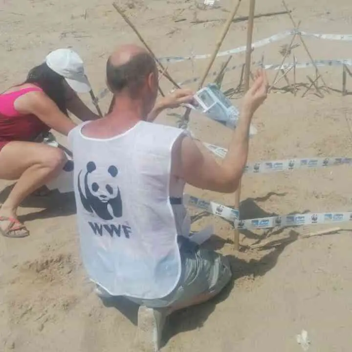 I volontari del Wwf di Vibo scoprono 5 nidi di tartarughe sulle spiagge: monitoraggio in corso su tutta la costa calabrese