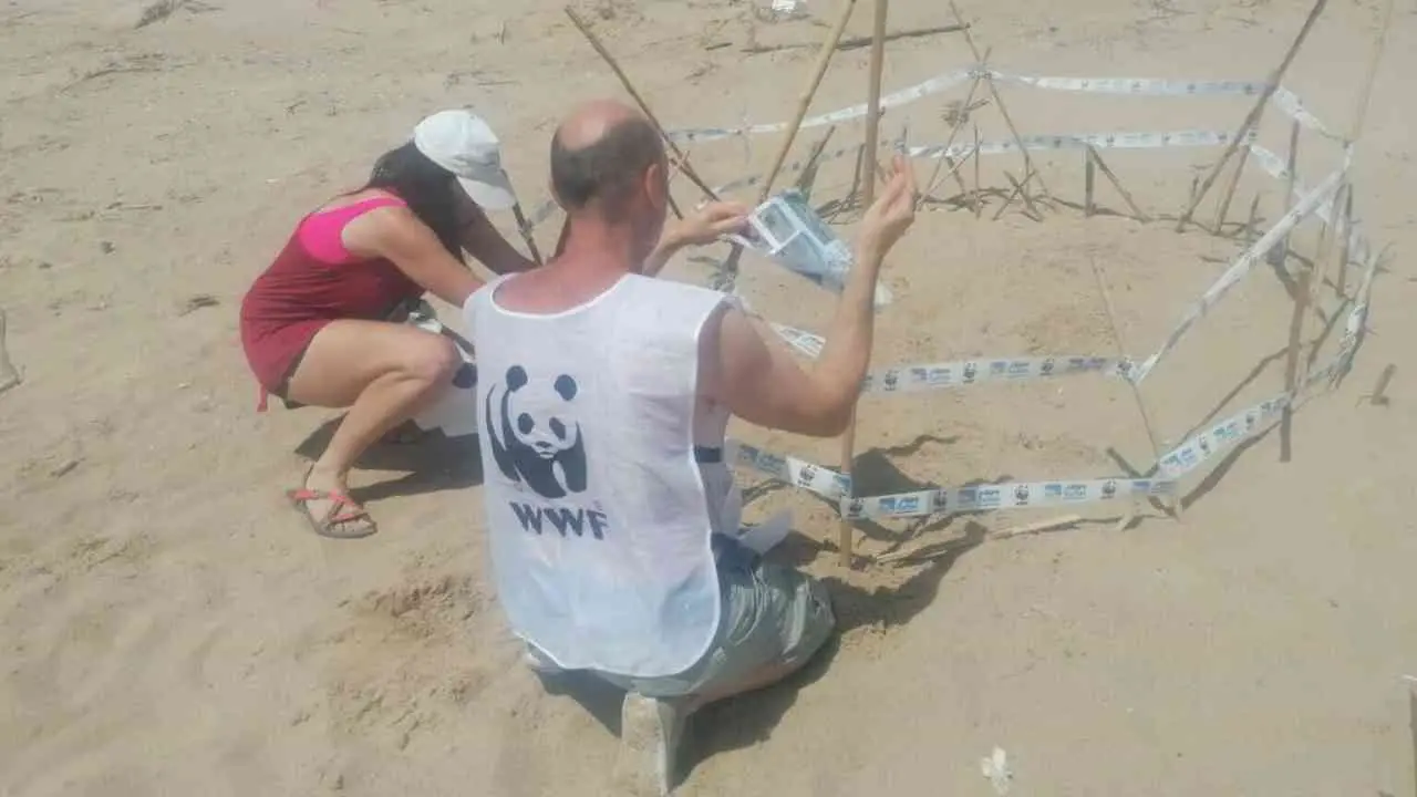 I volontari del Wwf di Vibo scoprono 5 nidi di tartarughe sulle spiagge: monitoraggio in corso su tutta la costa calabrese