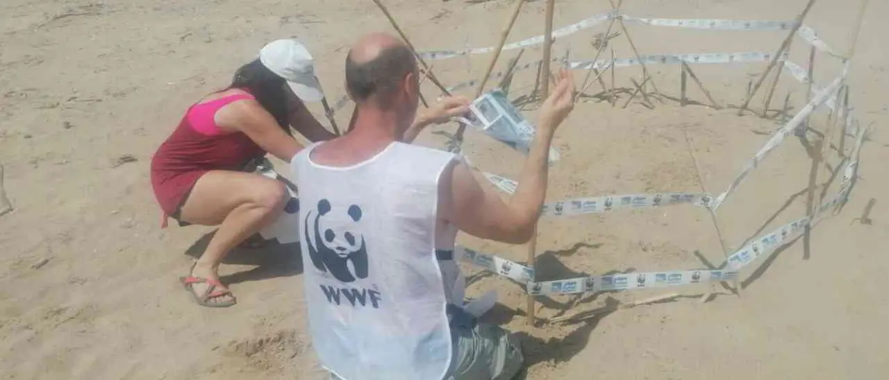 I volontari del Wwf di Vibo scoprono 5 nidi di tartarughe sulle spiagge: monitoraggio in corso su tutta la costa calabrese