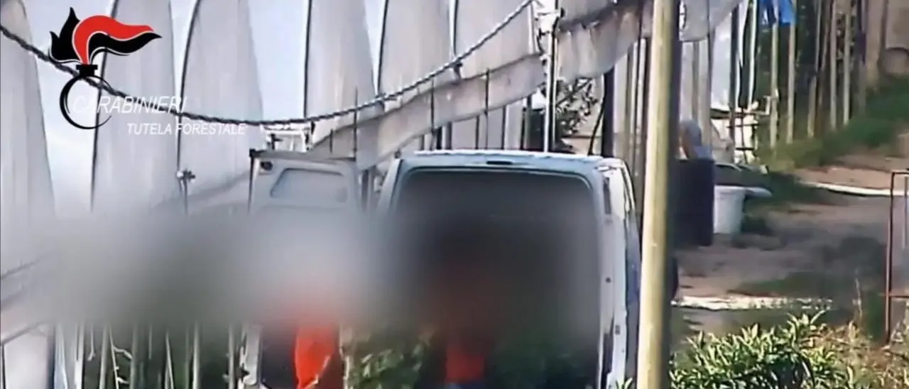 Incensurati “sacrificabili” e finta cannabis legale, così la ’ndrangheta gestiva la coltivazione di marijuana: 11 arresti -VIDEO