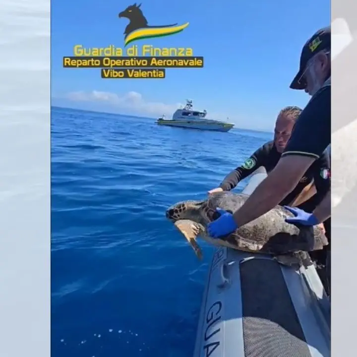 Ohana torna a casa, la tartaruga salvata a Briatico liberata in mare dopo le cure: lo spettacolare video