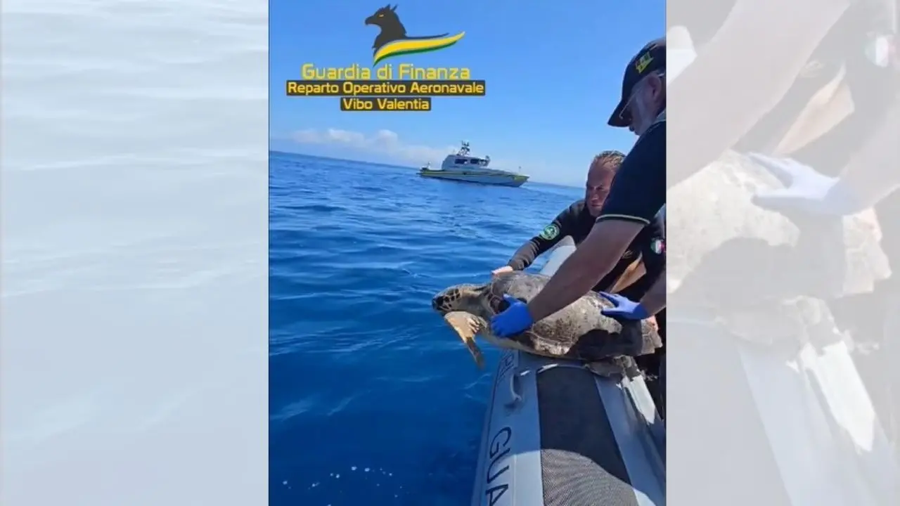 Ohana torna a casa, la tartaruga salvata a Briatico liberata in mare dopo le cure: lo spettacolare video