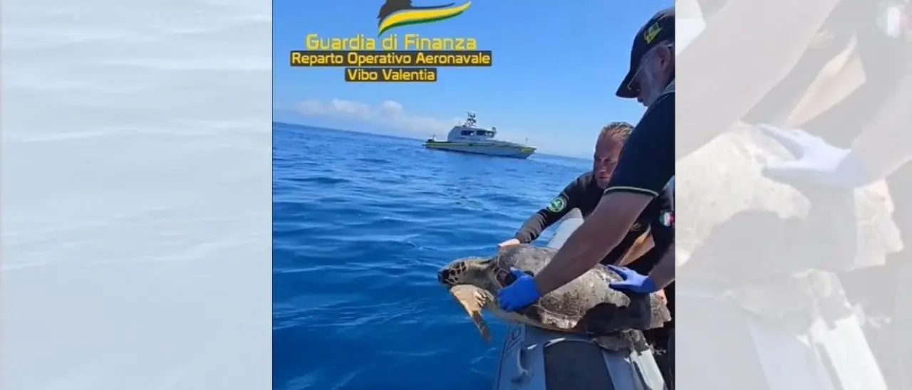 Ohana torna a casa, la tartaruga salvata a Briatico liberata in mare dopo le cure: lo spettacolare video