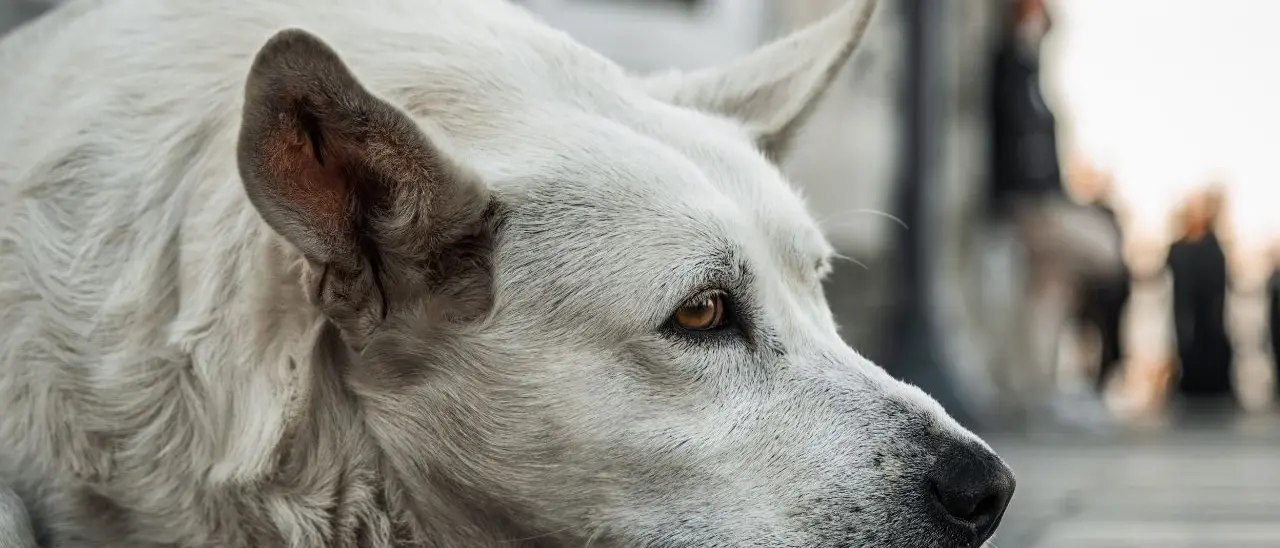 Canile Vibo, l’ex consigliere Cataudella: «Bene la conclusione dei lavori ma l’accalappiamento non doveva essere sospeso»