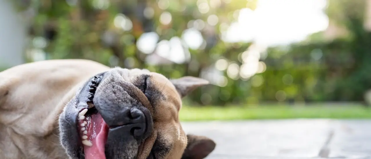 Caldo e afa, i consigli dell’associazione vibonese Argo per proteggere gli animali: «Nemmeno 5 minuti chiusi in auto»