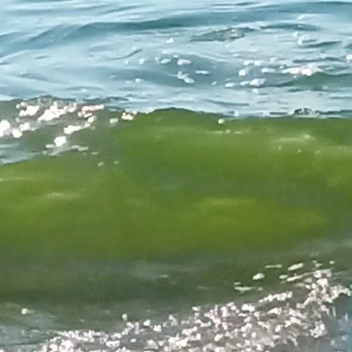 Pizzo, mare verde e sporco in località Colamaio. Un lettore: «Ogni anno la stessa storia»