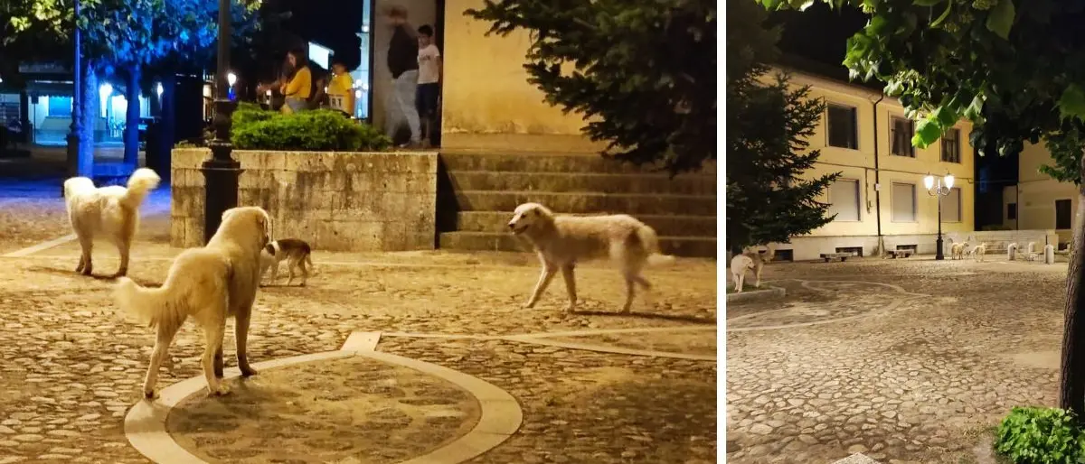 Serra San Bruno, la minoranza attacca l'amministrazione: «Dove sono finite le proposte per combattere il randagismo?»