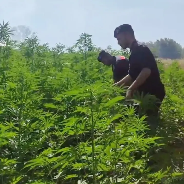 Quattro piantagioni di marijuana scoperte dai carabinieri a San Pietro di Caridà - Video